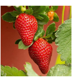 25 Adet Rubugen Çilek Fidesi Açık Kök Ve Taze Söküm Frigo 