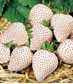 Beyaz Çilek (Pineberry) Fidesi, Saksılı