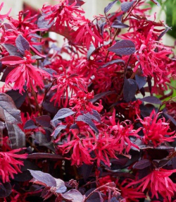 Bordo Yapraklı Rüya Çiçeği Loropetalum Chinense Rubrum, 40-60 cm, Saksılı