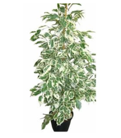 Ficus Benjamina Benjamin Çiçeği, 40-50 cm, Saksıda