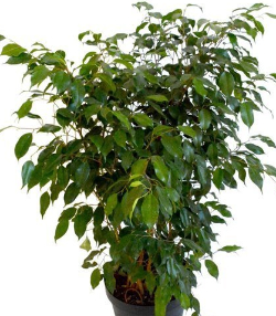 Ficus Daniella,Saksılı, +60cm