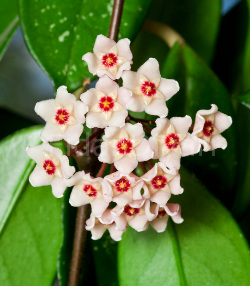 Hoya Carnosa, Mum Çiçeği Fidanı, 15-20 cm Saksılı