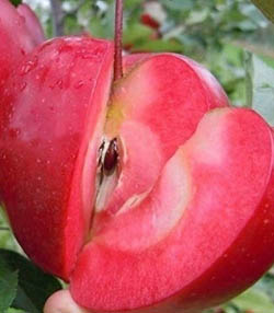 İçi Dışı Kırmızı Elma Fidanı 100-120 cm,Saksılı