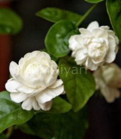 Jasminum Katmerli Full Yasemin Çiçeği Fidanı, Beyaz, 80 cm Saksılı