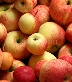 Kırmızı Elma Fidanı 80-100cm, Tüplü/Saksılı