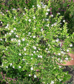 Kufeya Cennet Çiçeği Beyaz, Tüplü/Saksılı