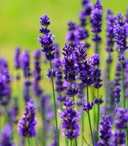 Lavandula angustifolia Lavanta Çiçeği,Tüplü/Saksılı