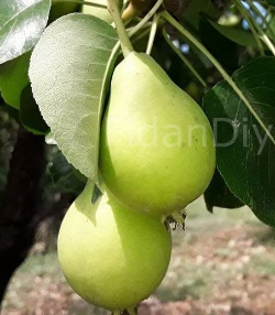 Limon Armut Fidanı 80-120 cm, Tüplü/Saksılı