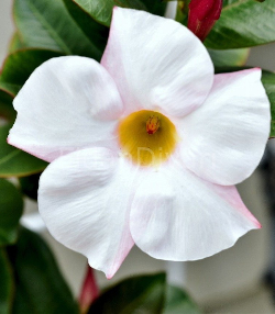 Mandevilla Çiçeği Beyaz 30-40 cm, Saksılı