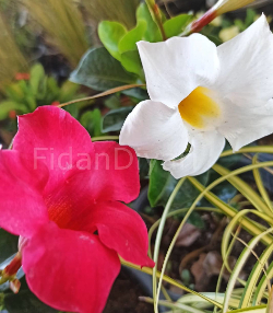 Mandevilla Çiçeği Pembe 30-40 cm, Saksılı