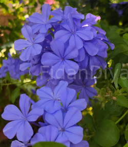 Mavi Yasemin Çiçeği (Plumbago capensis), Saksılı