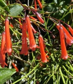 Mercan çiçeği (Russelia Equisetiformis), Kırmızı, 40-50 cm, Saksılı