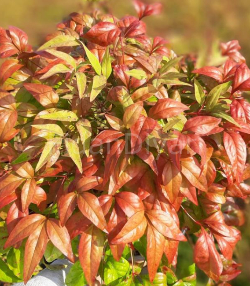 Nandina Domestica Cennet Bambusu, 80-100 cm, Saksılı