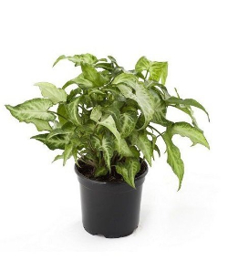 Oda Sarmaşığı Epipremnum Pothos, 40-50 cm, Saksılı