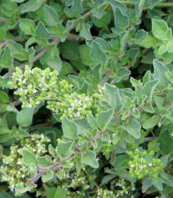 Origanum Majorana Mercanköşk Bitkisi Fidanı, Saksılı