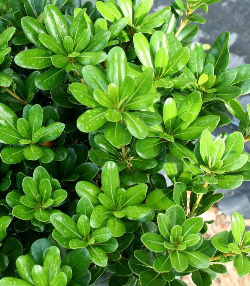 Pittosporum Tobira Nana, Tüplü/Saksılı