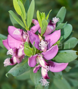 Polygala Çiçeği, 40-50 cm, Tüplü/Saksılı