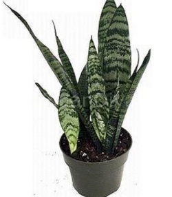 Sansevieria Trifasciata Paşa Kılıcı 40-50 cm,Saksılı