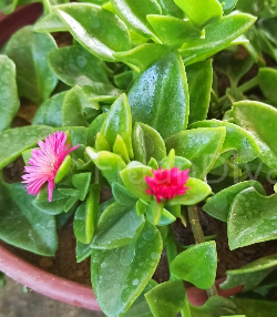 Yer Örtücü Buz Çiçeği Aptenia Cordifolia, Saksılı