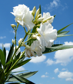 Zakkum Çiçeği Fidanı (Beyaz) Tüplü/Saksılı