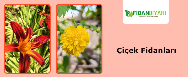 Çiçek Fidanı