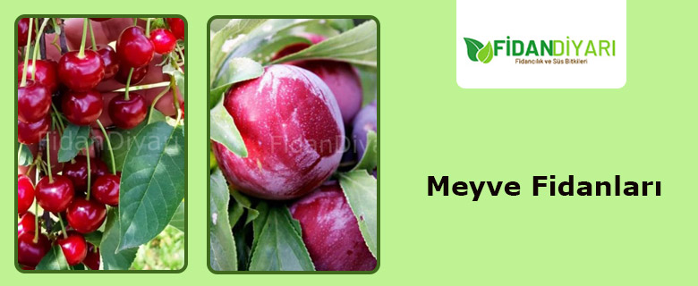Meyve Fidanı