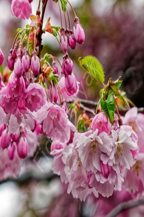 Japon Süs Kirazı Fidanı Prunus serrulata Kanzan, 120 cm+, Tüplü/Saksılı
