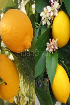 Mayer Limon + Ydiveren Limon 2'li Fidan Paketi