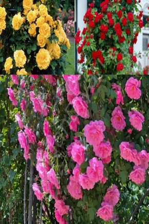 Kırmızı- Isparta- Sarı Sarmaşık Gül 3'lü Fidan Paketi 80-100 cm, Tüplü /Saksılı