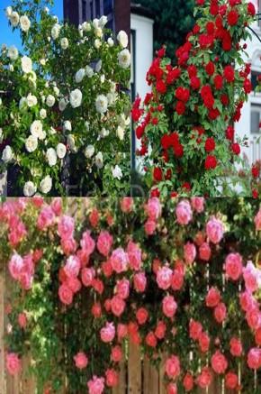 Isparta- Beyaz-Kırmızı 3'lü Sarmaşık Gül Paketi, 80-100 cm